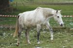 Petite visite au Haras de Champeix pour voir Amset, Griselda et Umbrella!