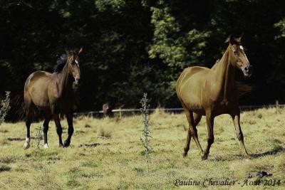 Estrelita et Paloma