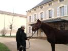 Saroumane a rejoint son nouveau cavalier Alban en Bourgogne!