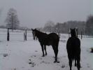 Il re neige donc, re photo mais cette fois-ci du côté de Pompadour!