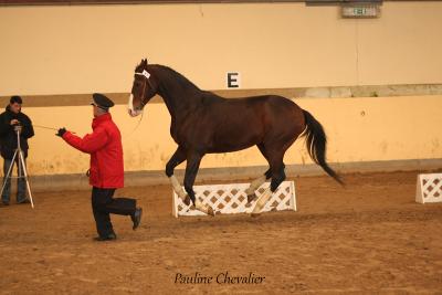 Fango In Blue (P Chevalier)